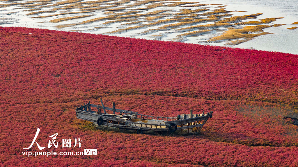 山東青島:紅海灘編織色彩斑斕生態畫卷【5】