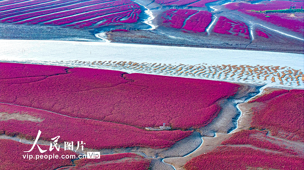 山東青島:紅海灘編織色彩斑斕生態畫卷【6】