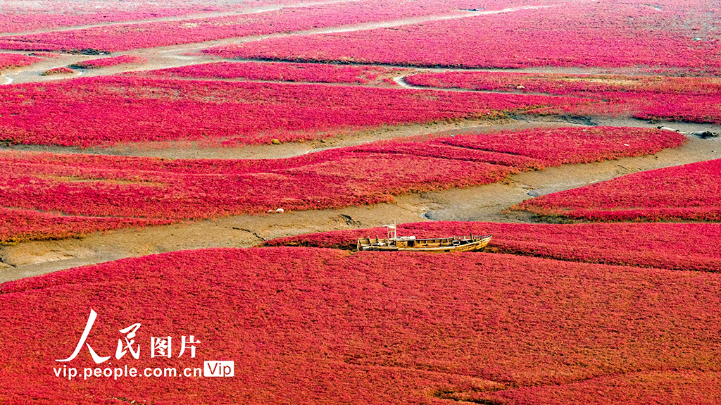 山東青島:紅海灘編織色彩斑斕生態畫卷【7】