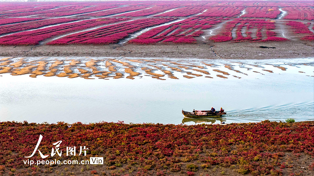 山東青島:紅海灘編織色彩斑斕生態畫卷【8】