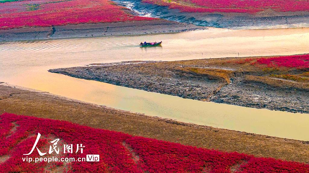 山東青島:紅海灘編織色彩斑斕生態畫卷【9】