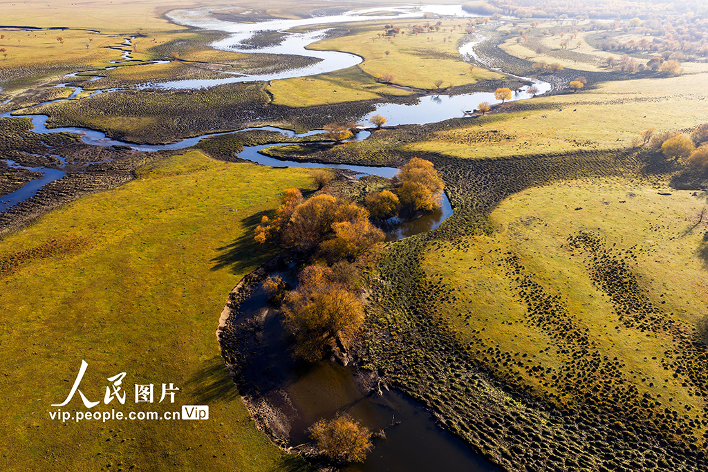 內蒙古呼倫貝爾：額爾古納濕地層林盡染【5】