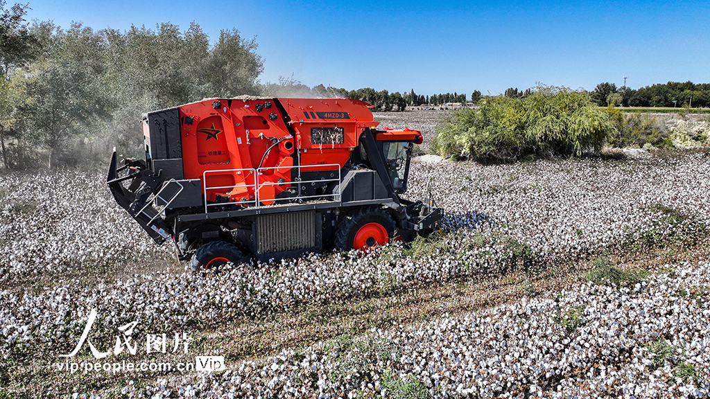 新疆烏蘇:采收棉花【2】