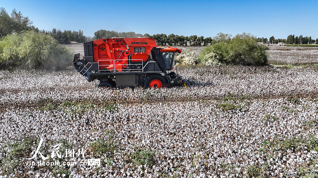 新疆烏蘇:采收棉花【3】