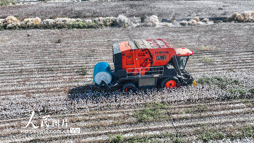 新疆烏蘇:采收棉花【4】