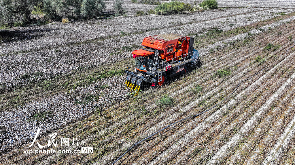 新疆烏蘇:采收棉花【5】