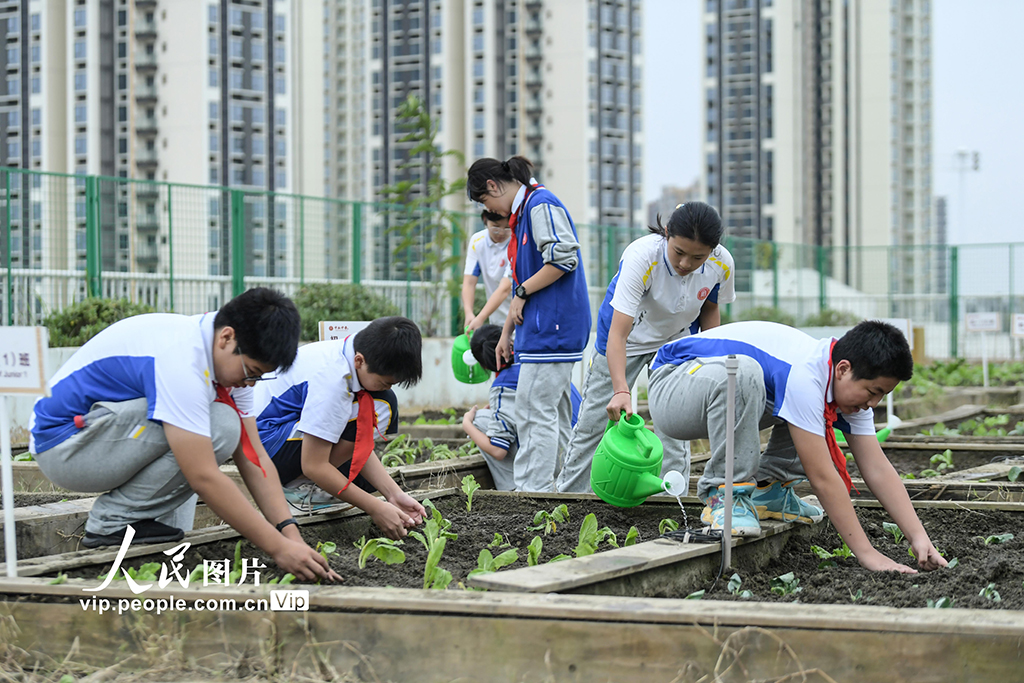 四川成都:校園“空中農田”秋種忙【2】