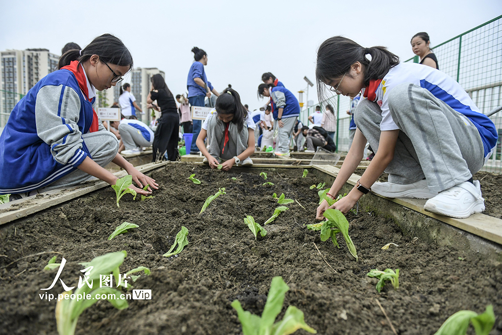 四川成都:校園“空中農田”秋種忙【4】