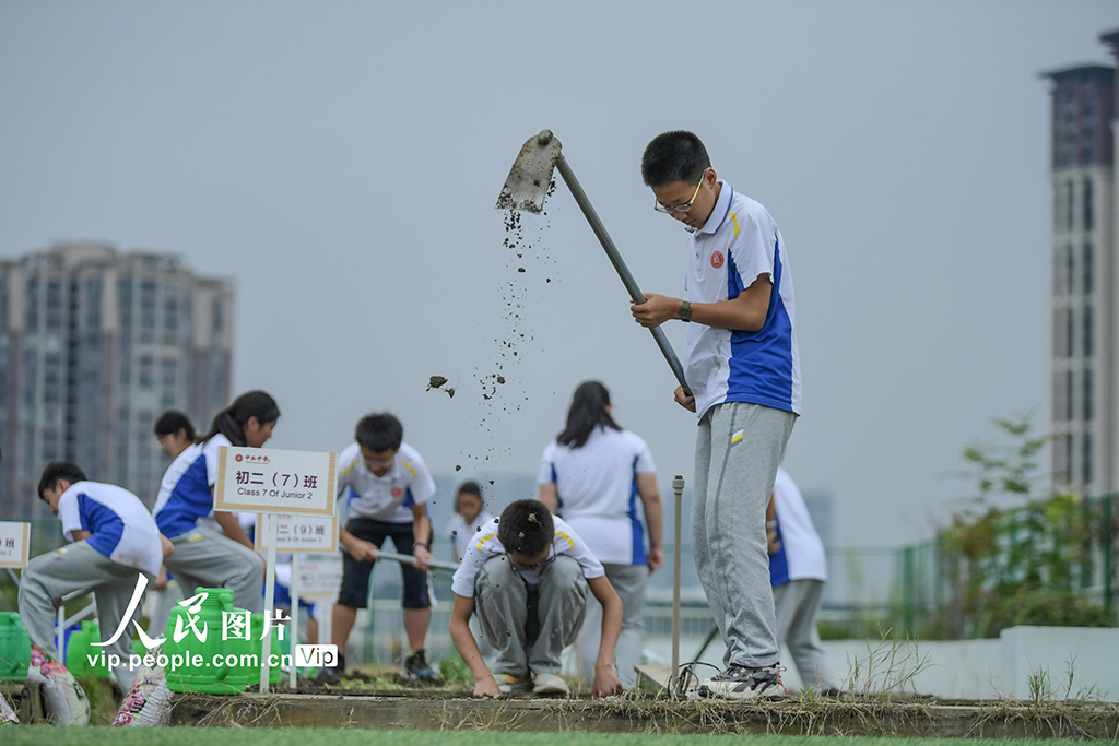 四川成都:校園“空中農田”秋種忙【5】