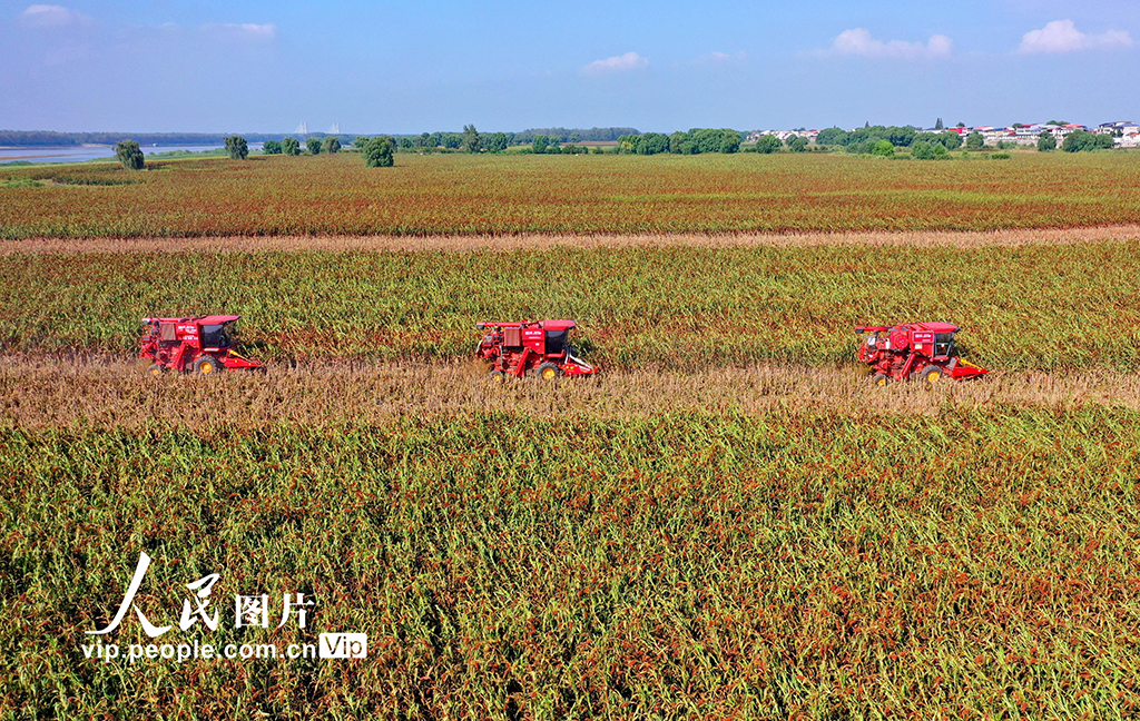 江西彭澤:紅高粱 收獲忙【3】