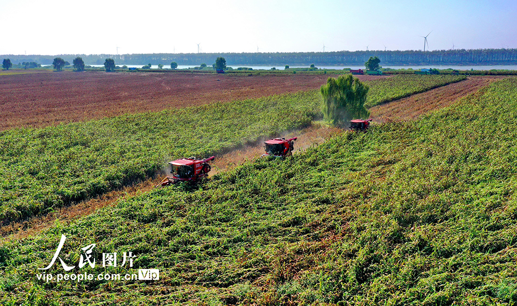 江西彭澤：紅高粱 收獲忙