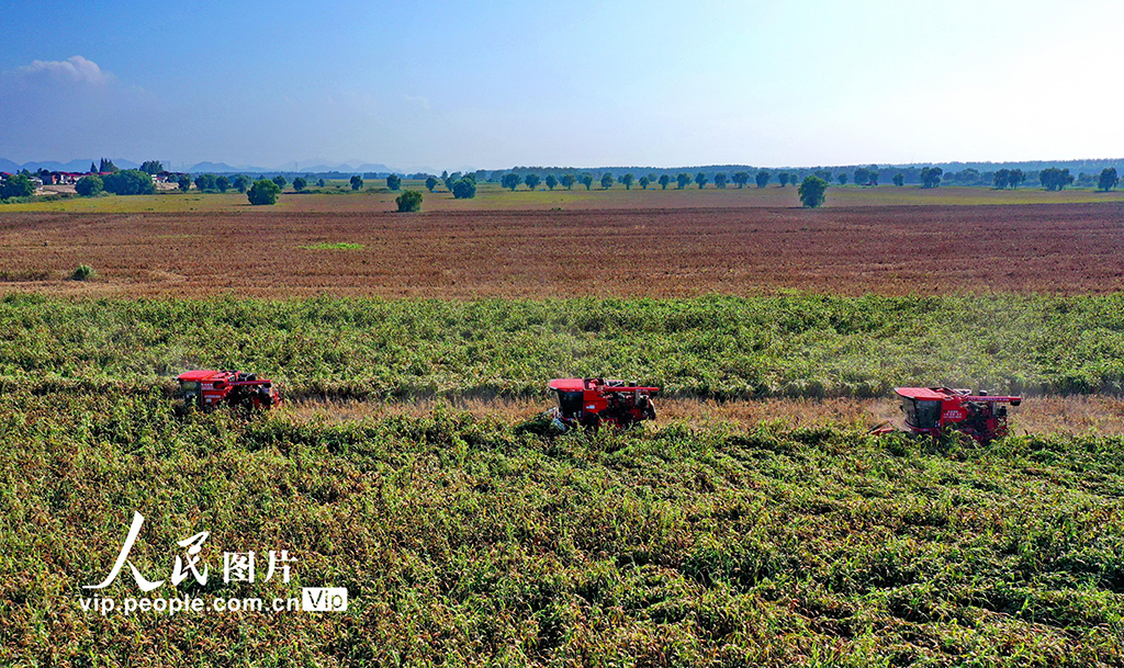 江西彭澤:紅高粱 收獲忙【4】