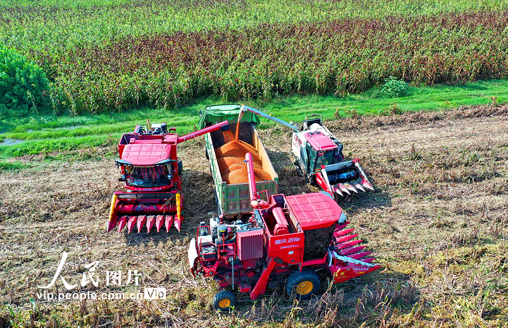 江西彭澤:紅高粱 收獲忙【5】