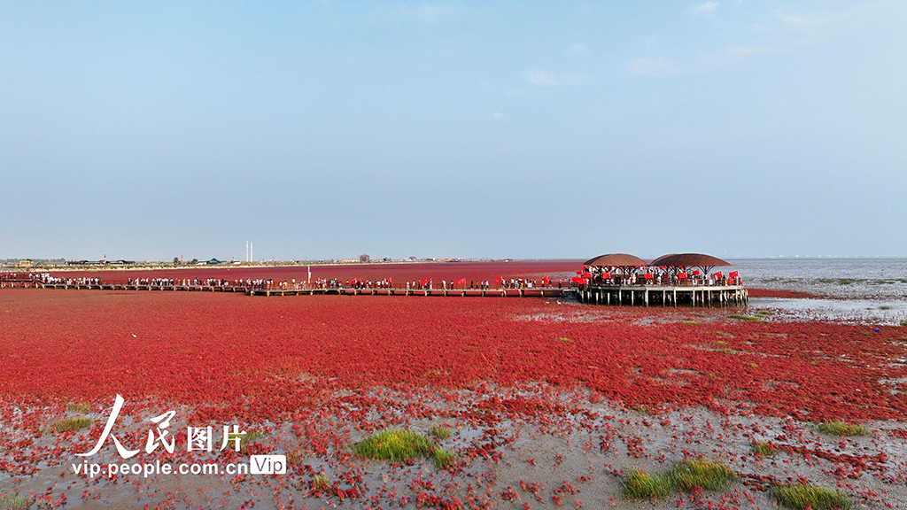 遼寧盤錦：紅海灘美景迎客來