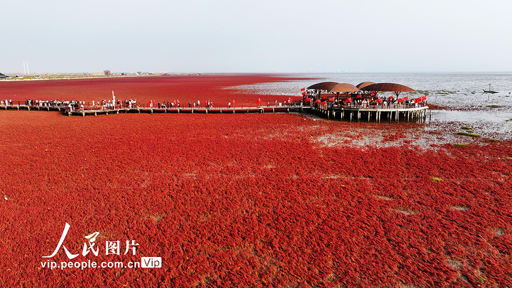 遼寧盤錦:紅海灘美景迎客來【2】