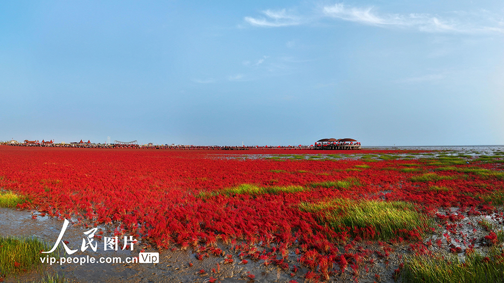 遼寧盤錦:紅海灘美景迎客來【3】