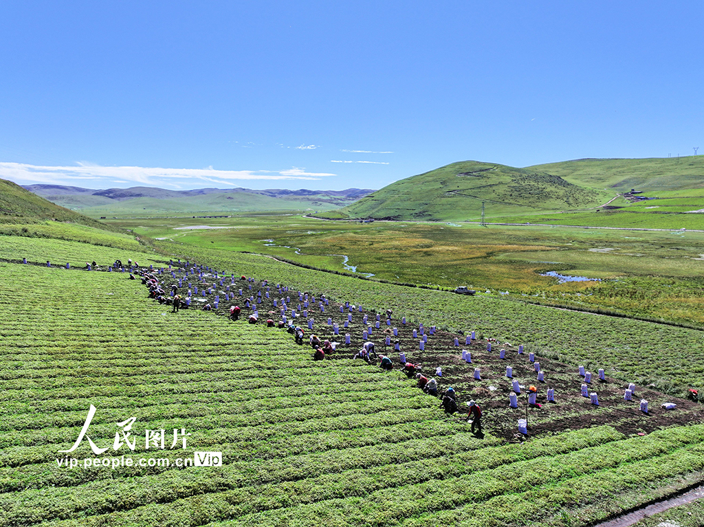 甘肅岷縣:收獲當歸苗【2】