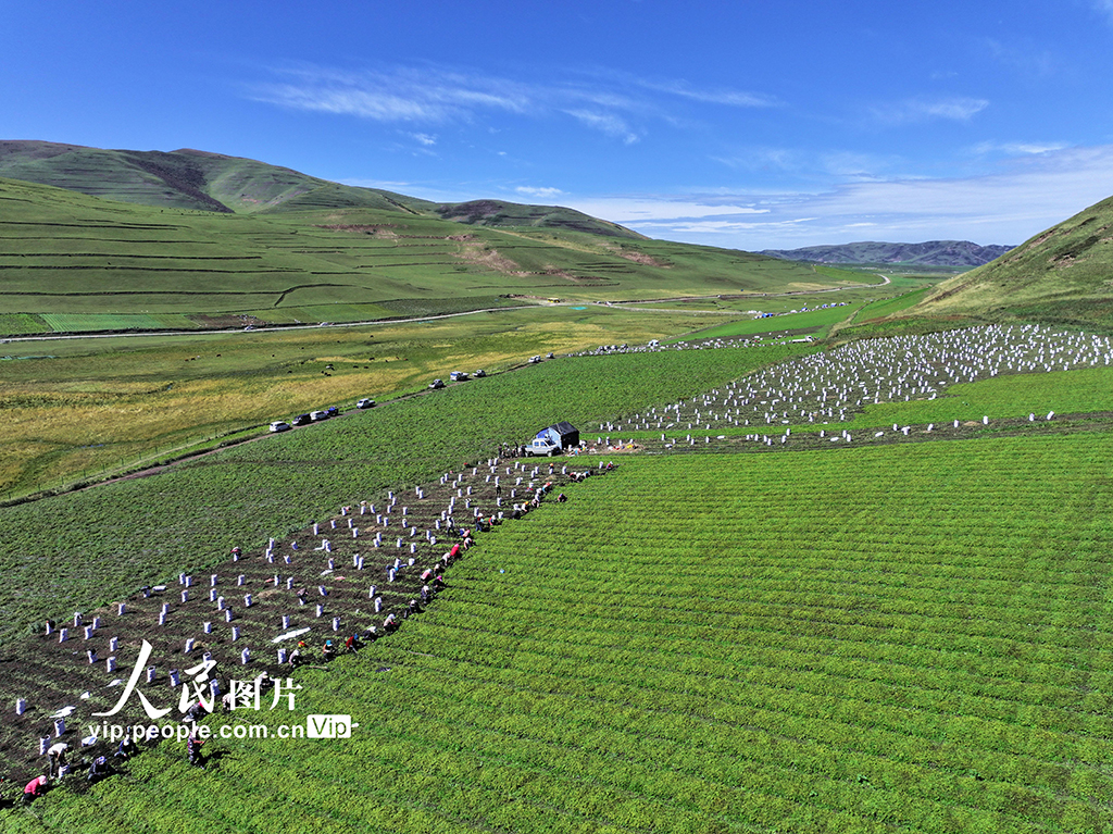 甘肅岷縣:收獲當歸苗【3】