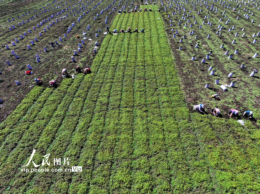 甘肅岷縣：收獲當歸苗【4】