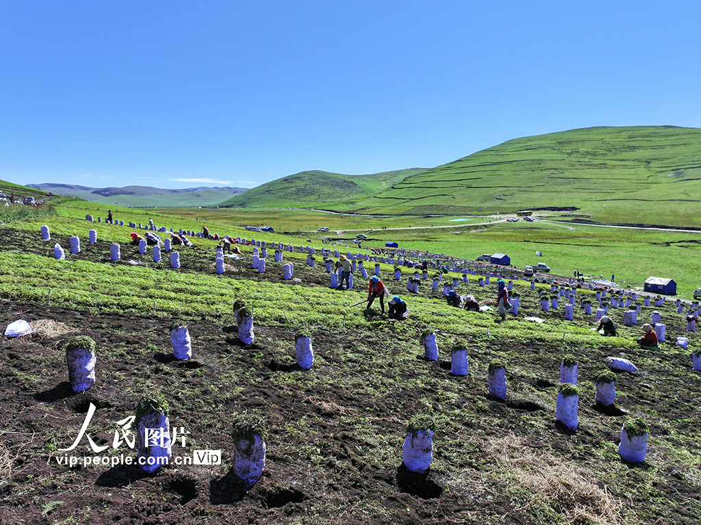 甘肅岷縣:收獲當歸苗【5】