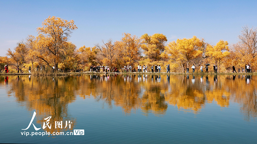 10月2日，甘肅省酒泉市金塔沙漠胡楊林景區的萬畝生態胡楊林層林盡染，吸引游客前來游覽觀光。曹紅祖攝（人民圖片網）