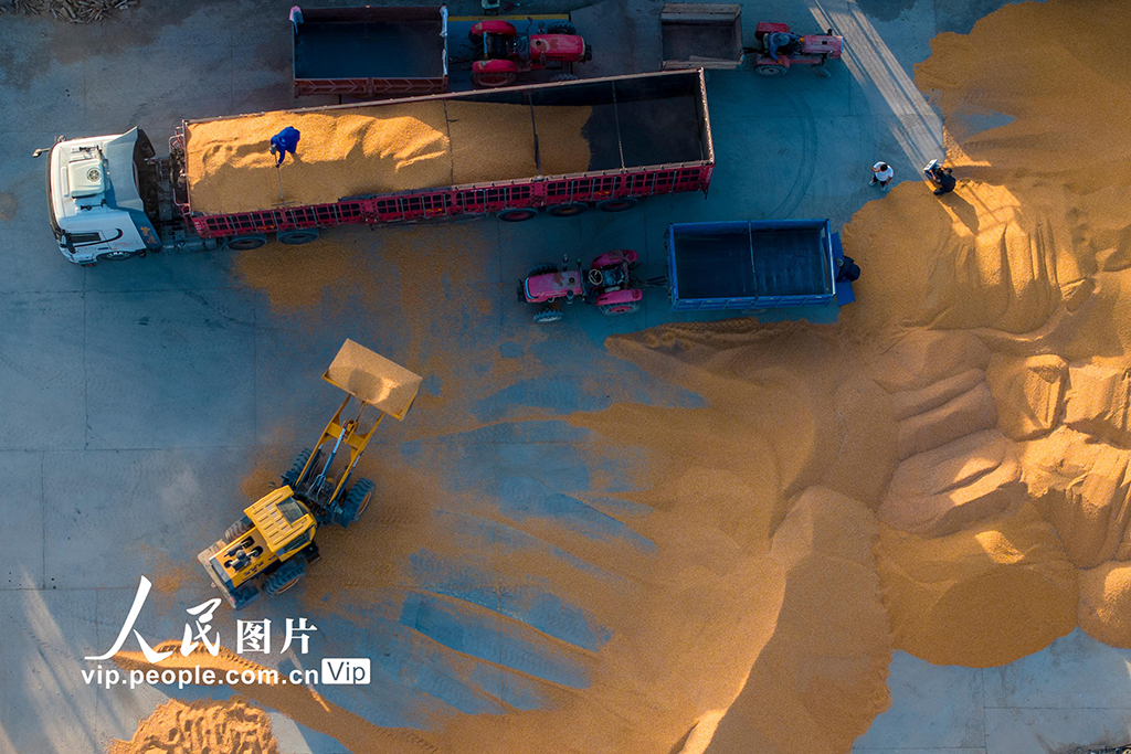 甘肅酒泉：秋收【3】