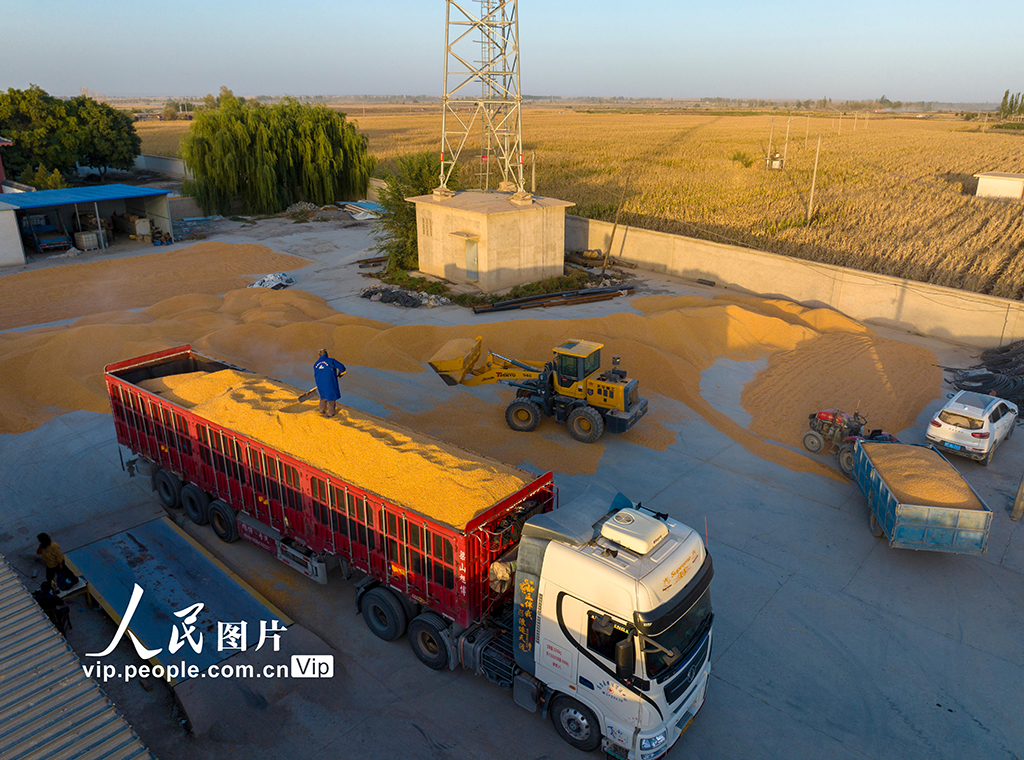 甘肅酒泉：秋收【2】