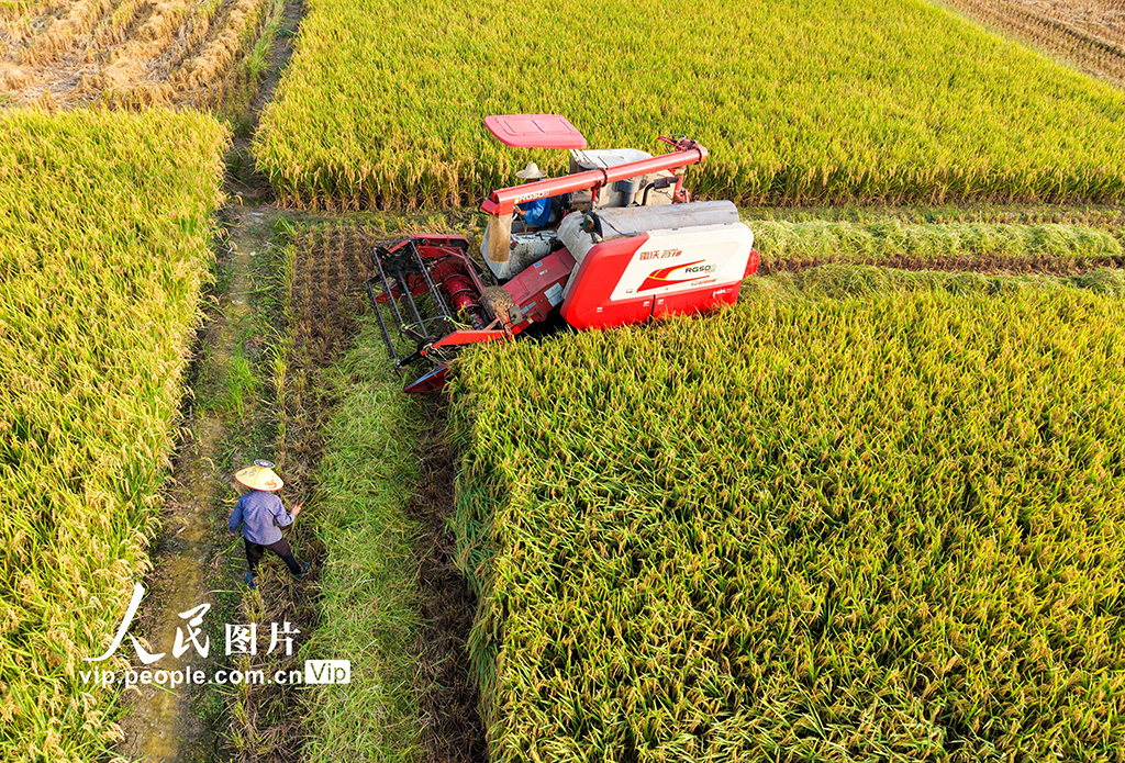 江西婺源:中稻收割【3】