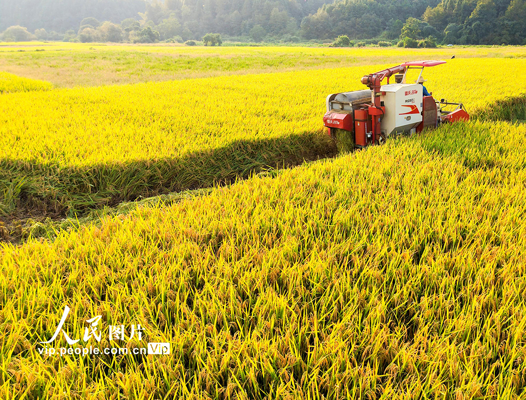 江西婺源:中稻收割【2】