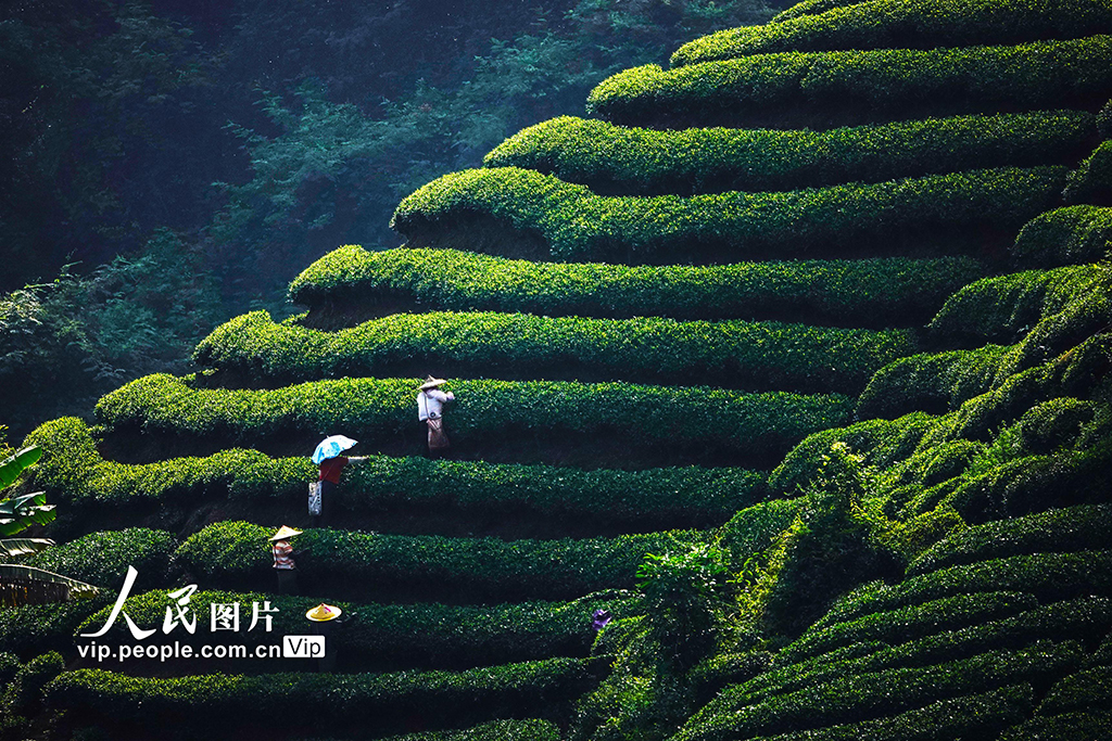 廣西昭平：采摘秋茶【2】