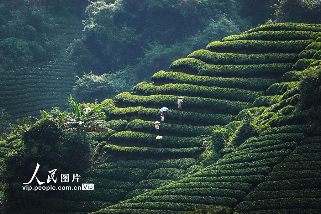 廣西昭平：采摘秋茶【3】