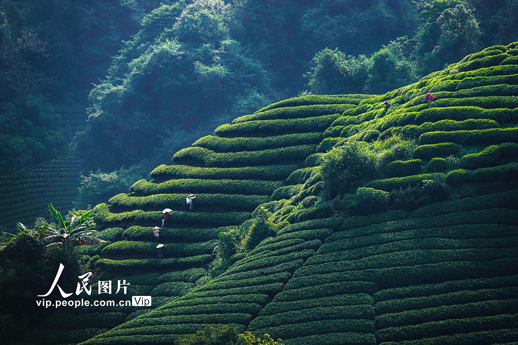 廣西昭平：采摘秋茶【4】