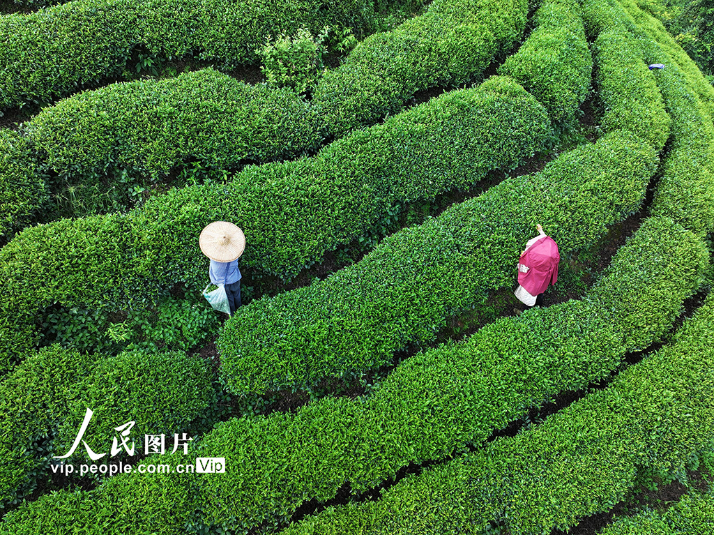 廣西昭平：采摘秋茶【5】