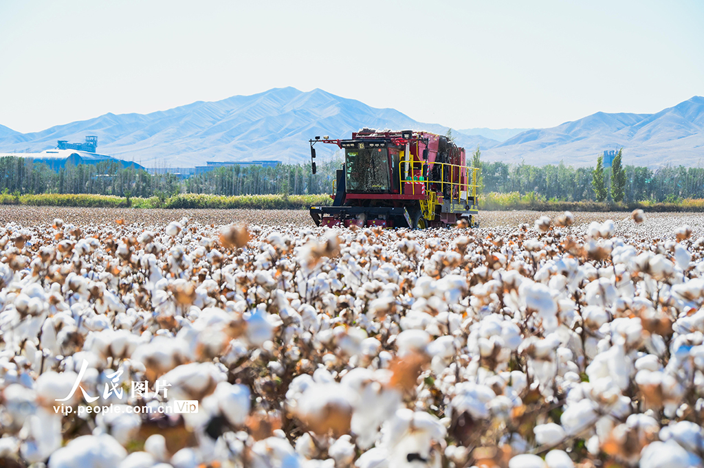 新疆呼圖壁:棉花采收【2】