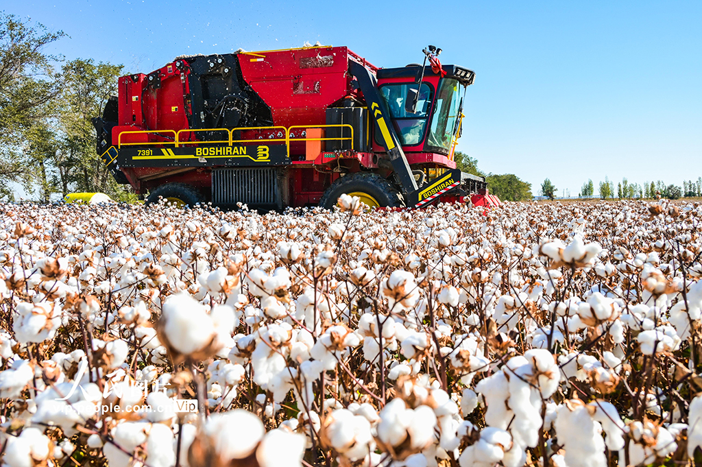 新疆呼圖壁:棉花采收【3】