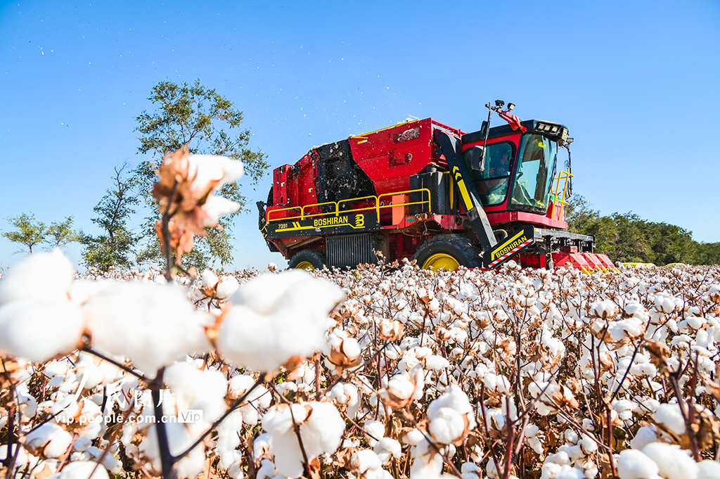新疆呼圖壁:棉花采收【4】