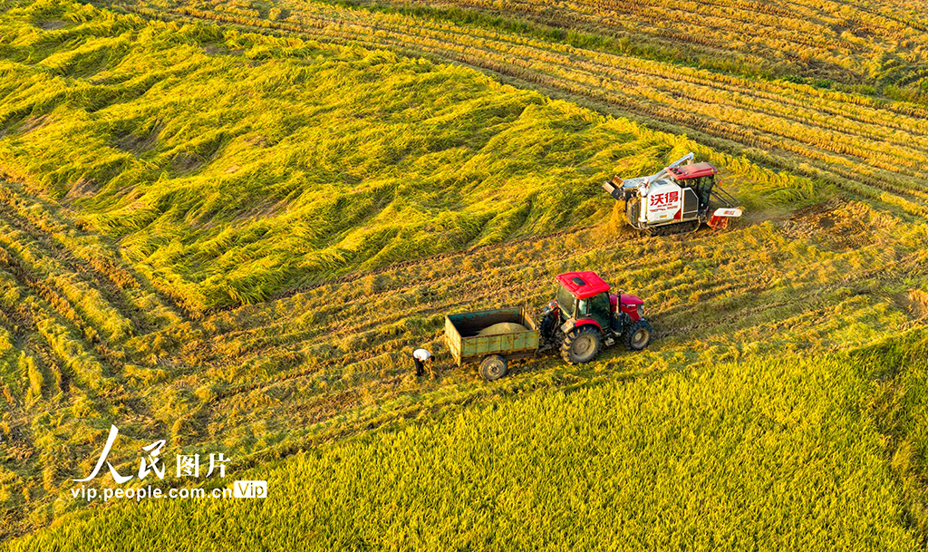 江西都昌：水稻收割【2】