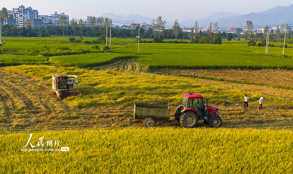 江西都昌:水稻收割【3】