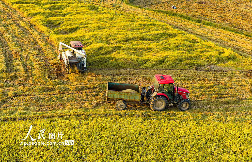 江西都昌:水稻收割【4】