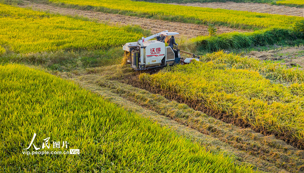 江西都昌:水稻收割【5】