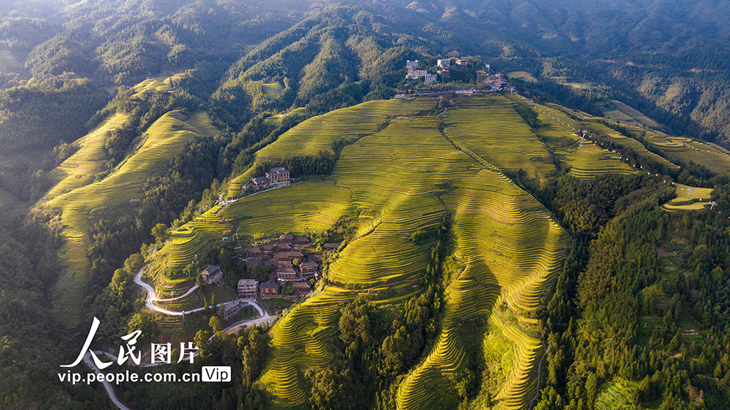 廣西龍勝：龍脊梯田“豐”景如畫【3】