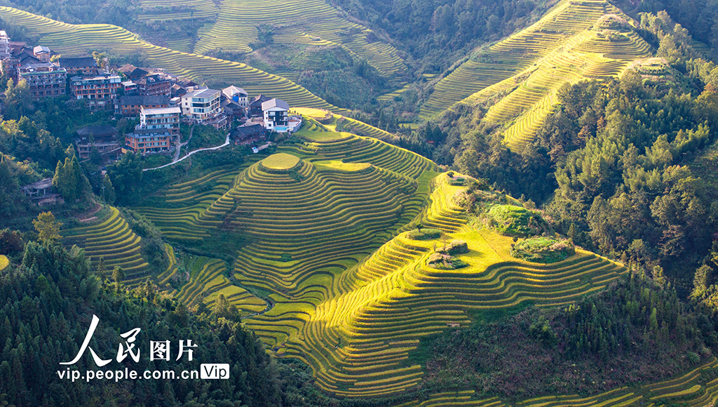 廣西龍勝：龍脊梯田“豐”景如畫【4】