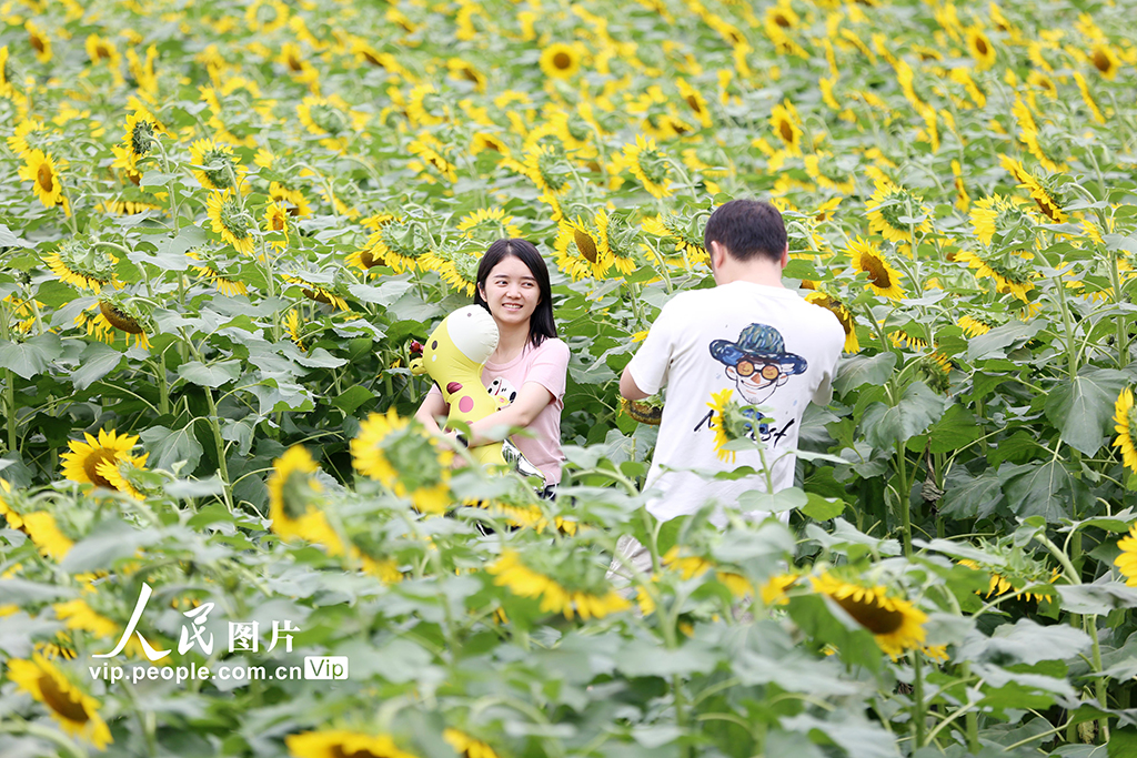 四川峨眉山:向日葵綻放迎客來【2】