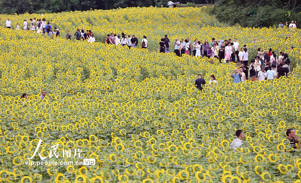 四川峨眉山:向日葵綻放迎客來【3】