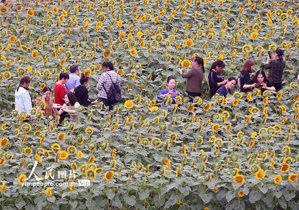 四川峨眉山:向日葵綻放迎客來【4】