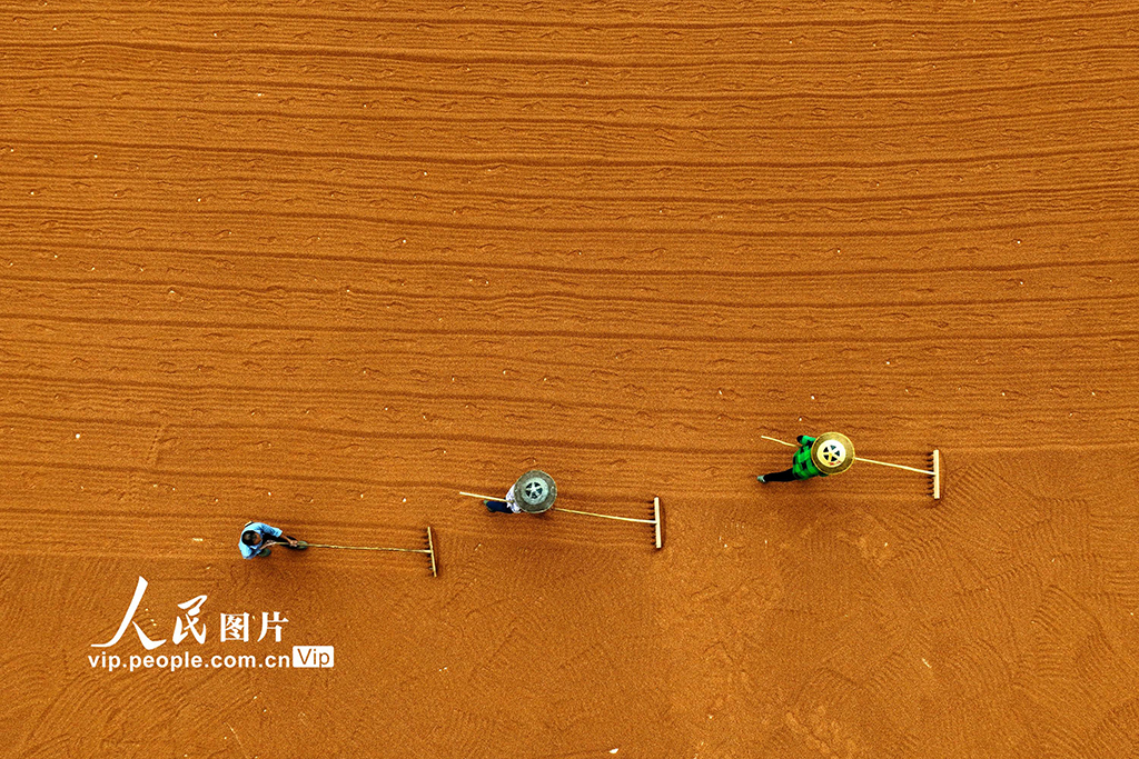 重慶:晾曬高粱【5】