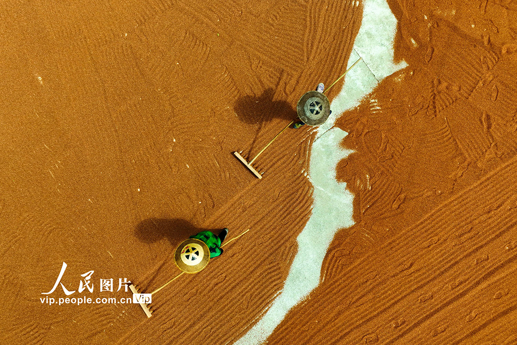 重慶:晾曬高粱【3】