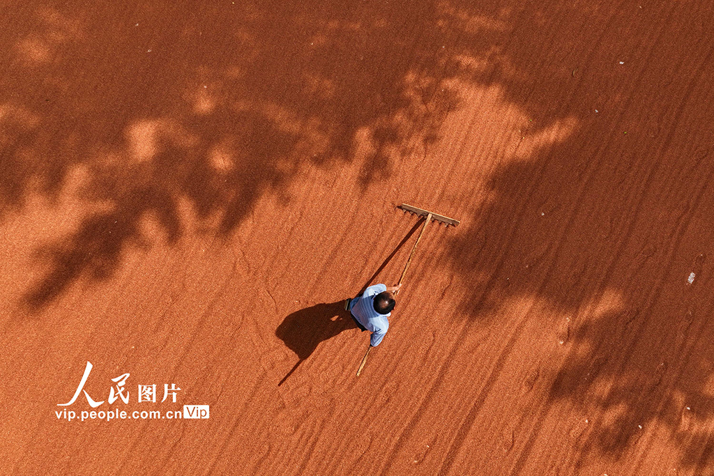 重慶:晾曬高粱【2】