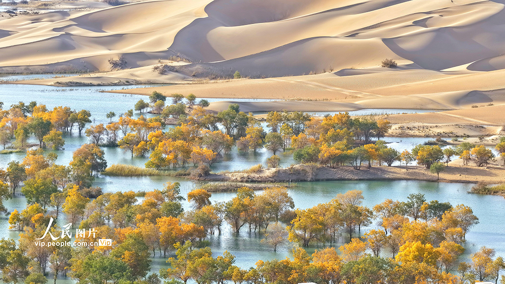 新疆尉犁：秋色如畫【6】