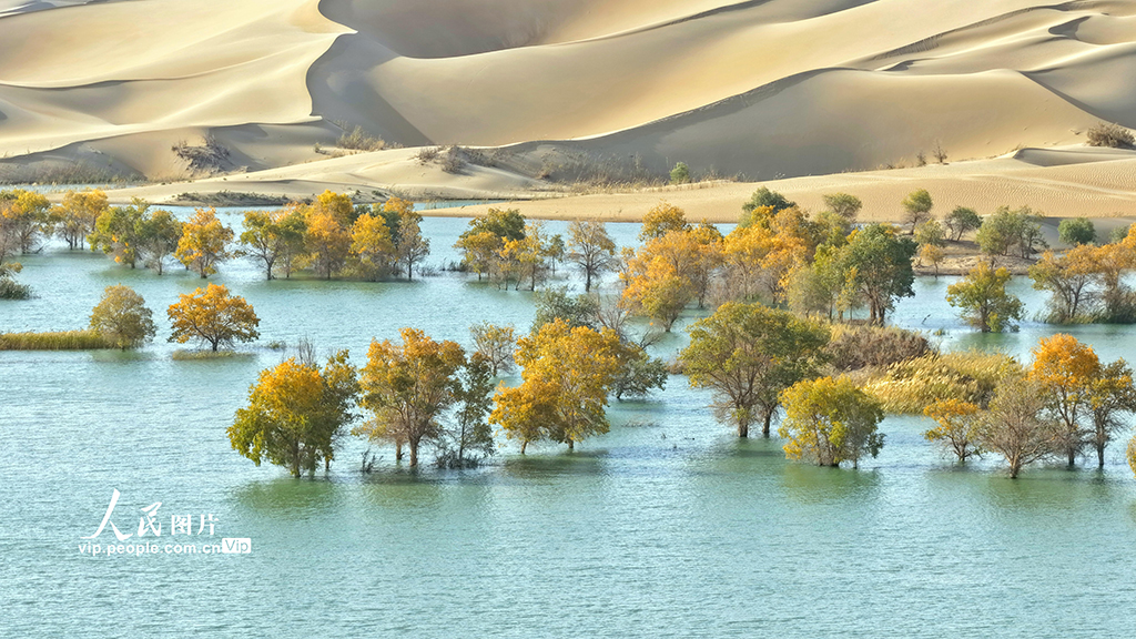 新疆尉犁：秋色如畫【7】